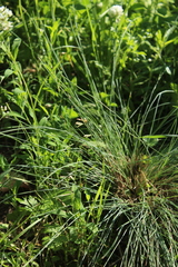 Festuca valesiaca