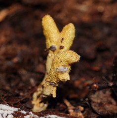 Cordyceps cranstounii