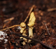 Cordyceps cranstounii