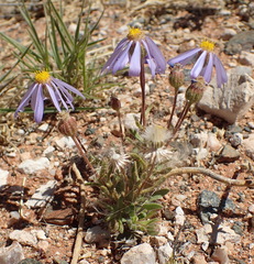 Felicia merxmuelleri