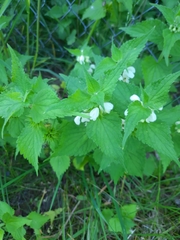 Lamium album