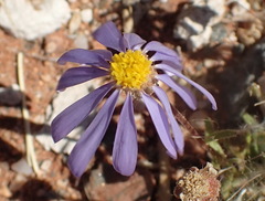 Felicia merxmuelleri