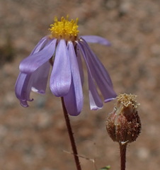 Felicia merxmuelleri