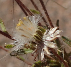 Felicia merxmuelleri