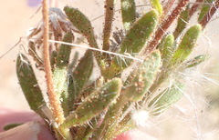 Felicia merxmuelleri