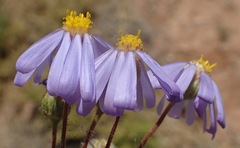 Felicia merxmuelleri