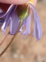 Felicia merxmuelleri