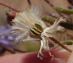 Felicia merxmuelleri