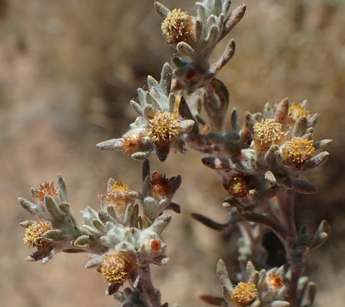 Image of Helichrysum pumilio by (c) Nicola van Berkel, some rights reserved (CC BY-SA)