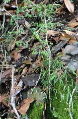 Ligustrum microcarpum