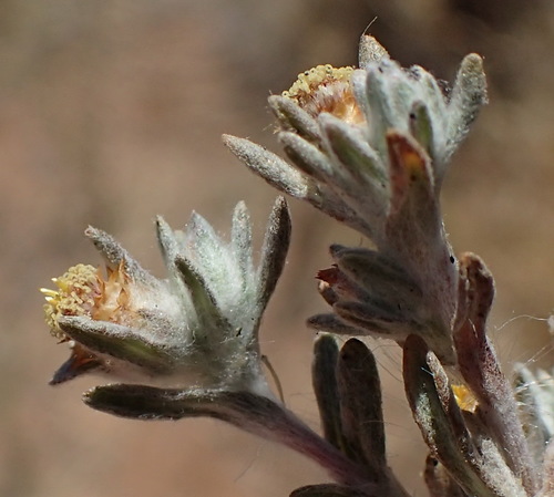 Image of Helichrysum pumilio by (c) Nicola van Berkel, some rights reserved (CC BY-SA)