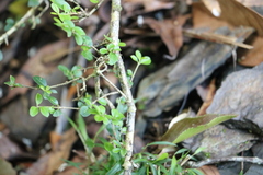 Ligustrum microcarpum