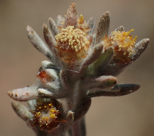 Image of Helichrysum pumilio by (c) Nicola van Berkel, some rights reserved (CC BY-SA)