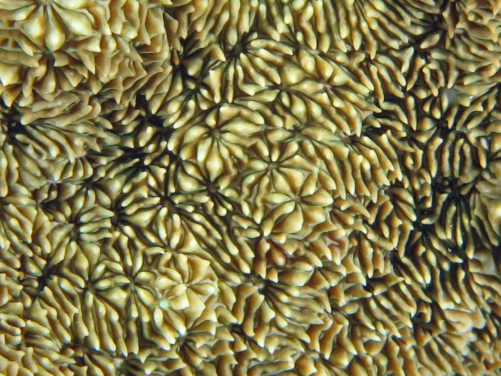 Pavona explanulata