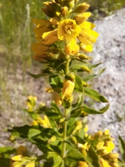 Lysimachia vulgaris