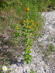 Lysimachia vulgaris