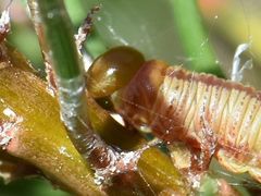 Acantholyda hieroglyphica