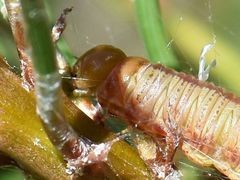 Acantholyda hieroglyphica