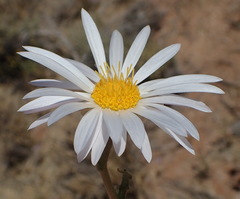 Arctotis leiocarpa