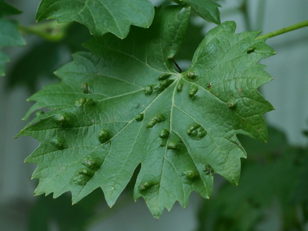 Grape erineum mite, Blister mite