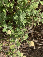Helichrysum lepidissimum