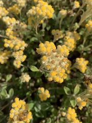 Helichrysum lepidissimum