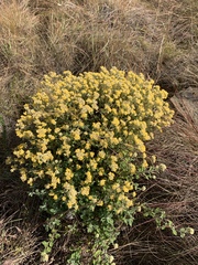 Helichrysum lepidissimum