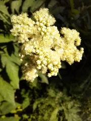 Filipendula ulmaria