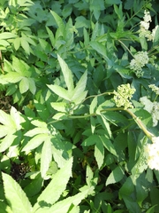 Filipendula ulmaria