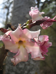 Pachypodium meridionale