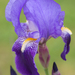Iris germanica - Photo (c) Ana, μερικά δικαιώματα διατηρούνται (CC BY-NC-ND)