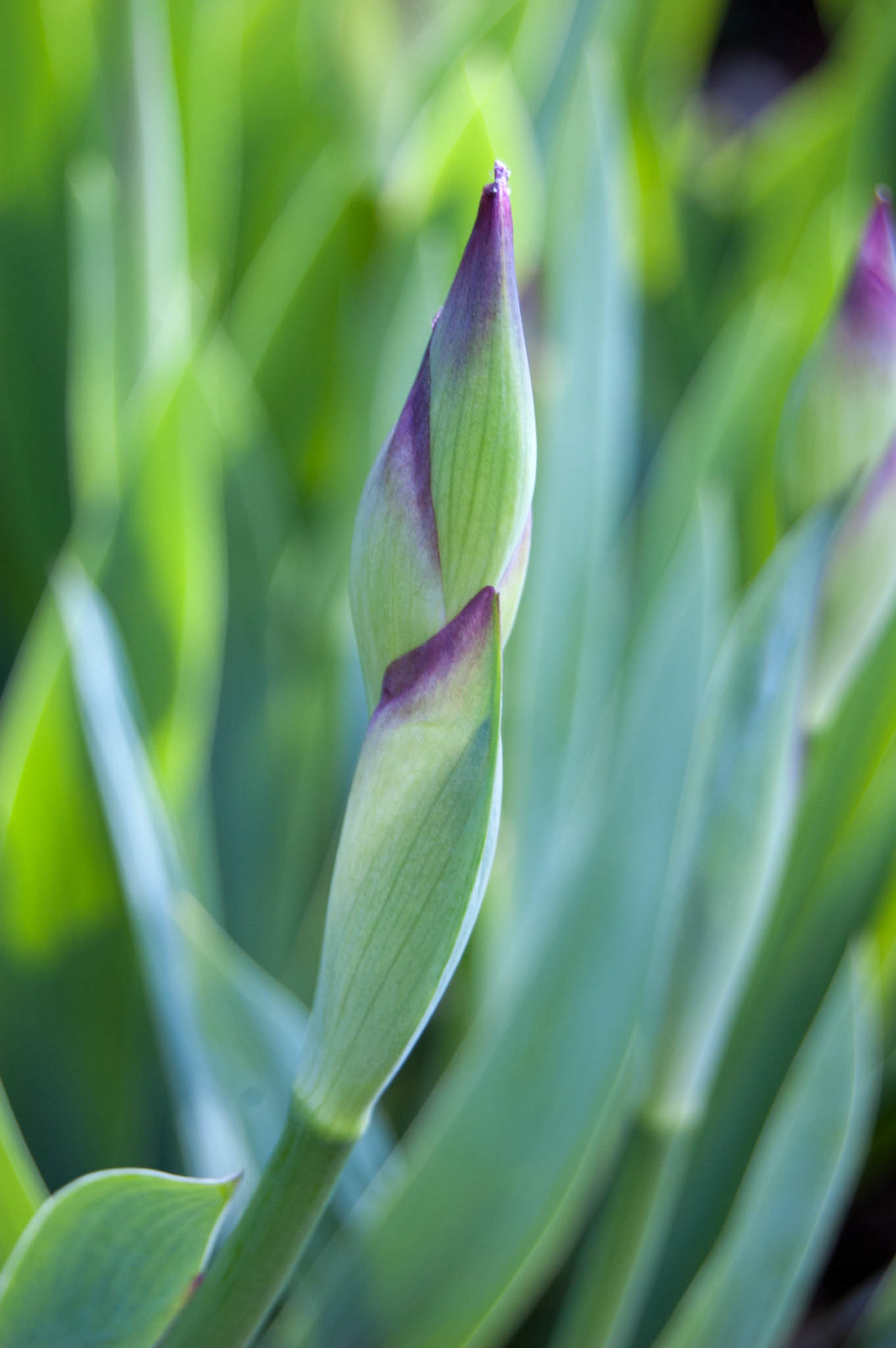 Lirio Morado (Iris germanica) · NaturaLista Colombia