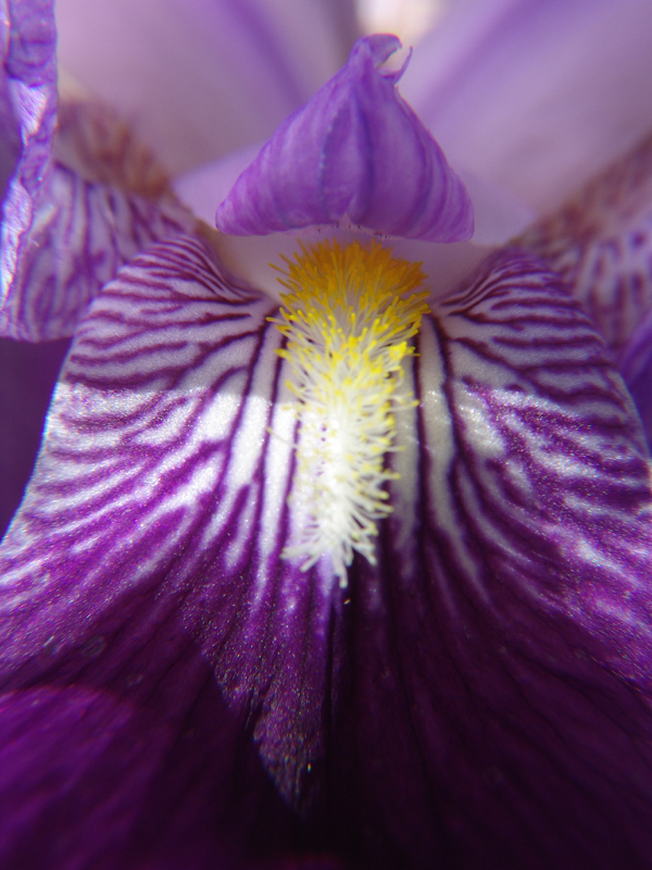 Lirio Morado (Iris germanica) · NaturaLista Colombia