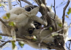 Propithecus verreauxi