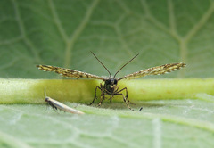 Heliomata glarearia