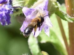 Andrena bicolor