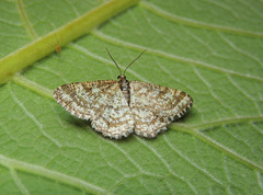 Heliomata glarearia