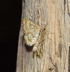 Heliomata glarearia