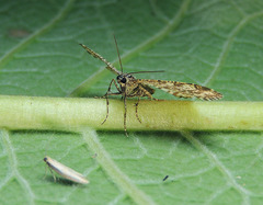 Heliomata glarearia