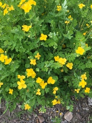 Chelidonium majus