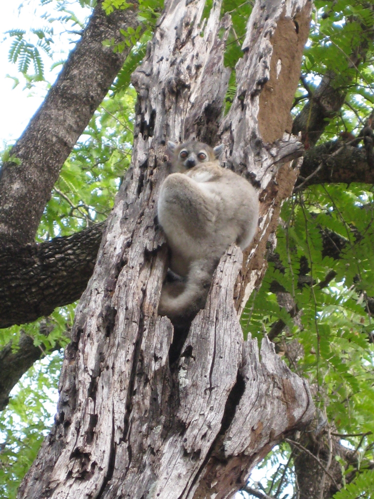 Petter's Sportive Lemur (Lepilemur petteri)
