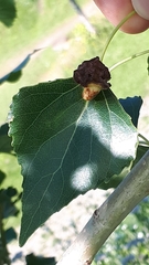 Eriophyes diversipunctatus