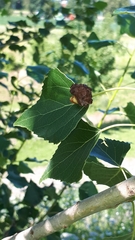 Eriophyes diversipunctatus