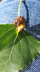 Eriophyes diversipunctatus