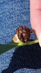 Eriophyes diversipunctatus