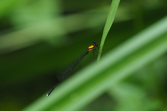 Prodasineura croconota
