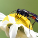 Cutworm Wasps - Photo (c) Jimmy Dee, some rights reserved (CC BY-SA), uploaded by Jimmy Dee