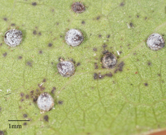 Euthoracaphis umbellulariae