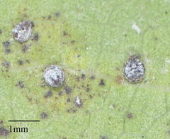 Euthoracaphis umbellulariae