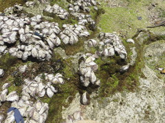 Saccostrea cuccullata